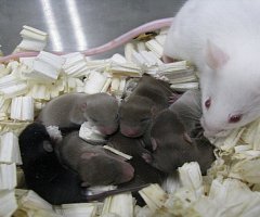 Nacen los primeros animales a partir de “esperma espacial”