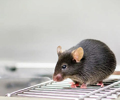 Un equipo de investigación logra reescribir la memoria en ratones usando epigenética