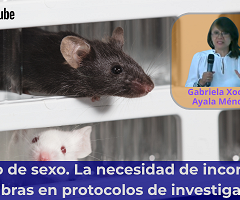 Sesgo de sexo: la necesidad de incorporar hembras en protocolos de investigación (YouTube)