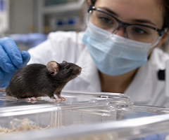 Investigadores identifican una proteína que protege la memoria y reduce el deterioro cerebral en ratones envejecidos