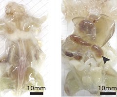 Crean ratones transparentes para facilitar el estudio de enfermedades