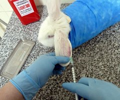 Vías de administración de sustancias en animales de laboratorio