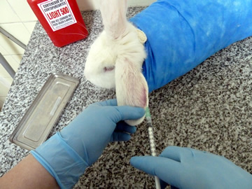 Vías de administración de sustancias en animales de laboratorio